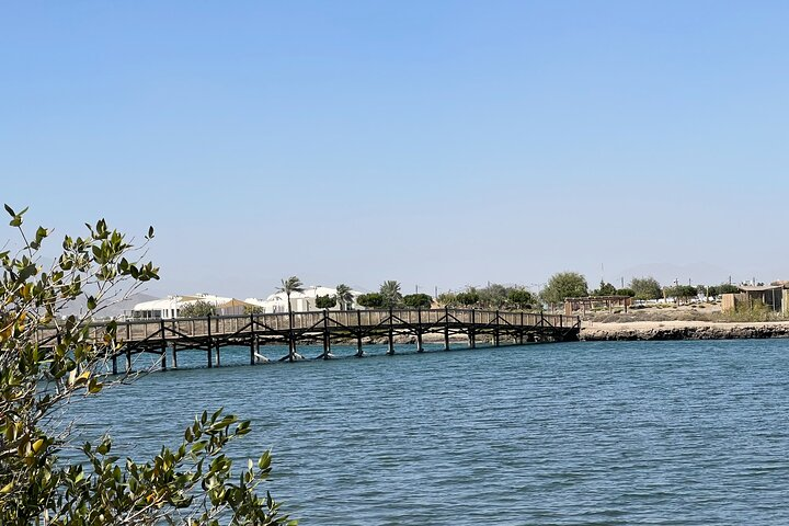 Explore the serene mangroves of Kalba and the scenic charm of Khor Fakkan with picturesque views and local wildlife awaiting at every turn during your adventure.